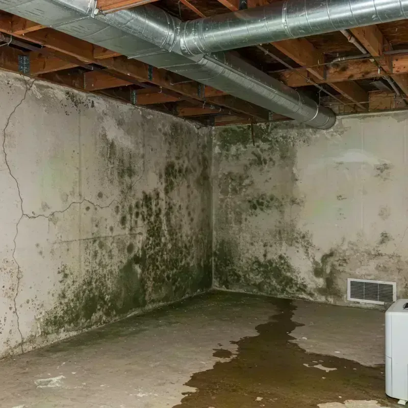 Professional Mold Removal in Cape Girardeau, MO